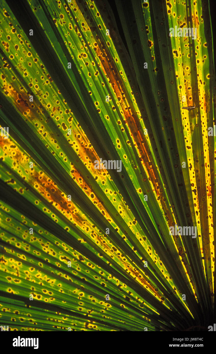 Palm ribs hi-res stock photography and images - Alamy