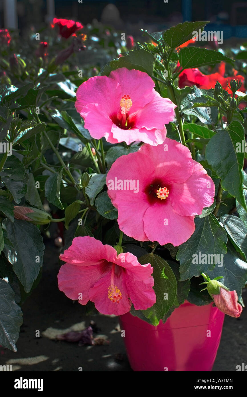 Pink hibiscus flowers Hibiscus sinensis closeup, Mallorca in January Stock Photo Alamy