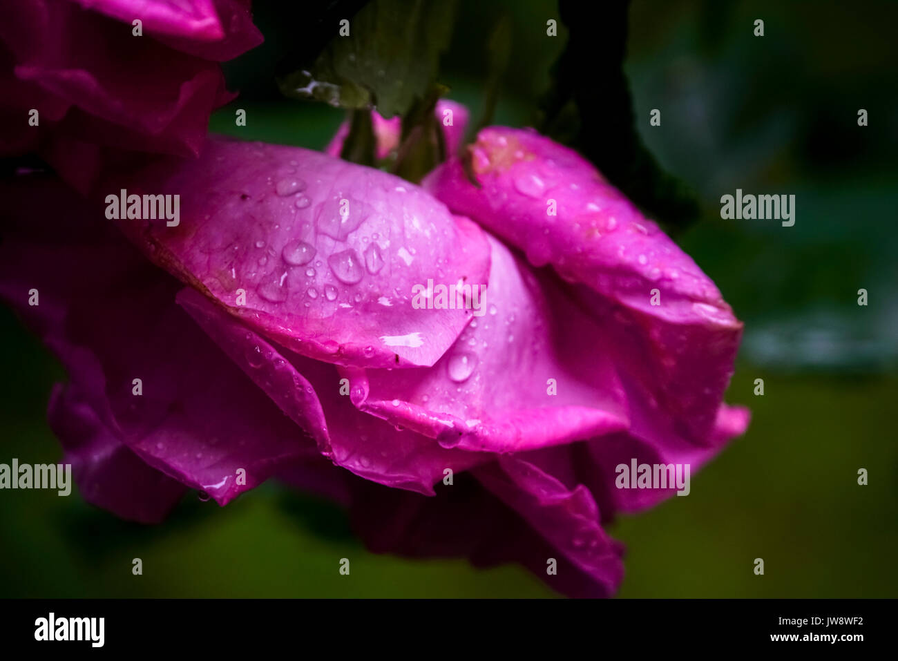 Pink rosebud with water droplets Stock Photo Alamy