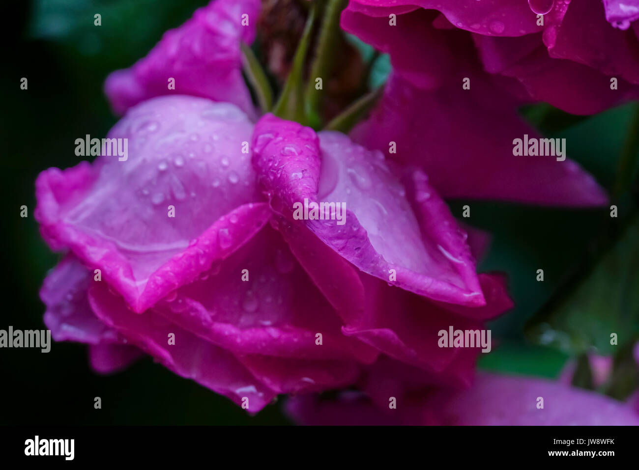 Pink rosebud with water droplets Stock Photo Alamy