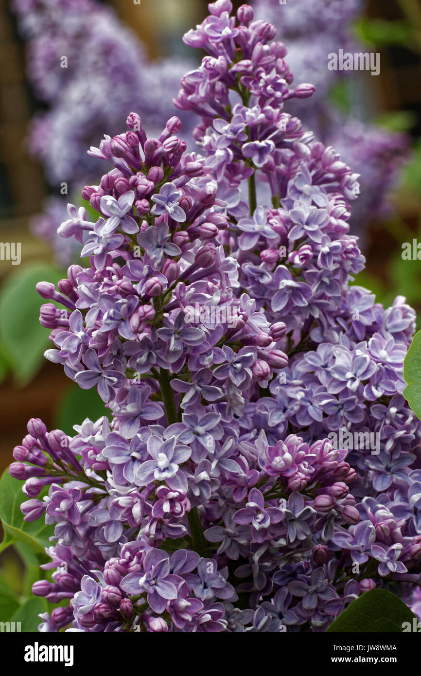 Flowering lilac bush, Lilac (Latin Syrínga) is a genus of shrubs
