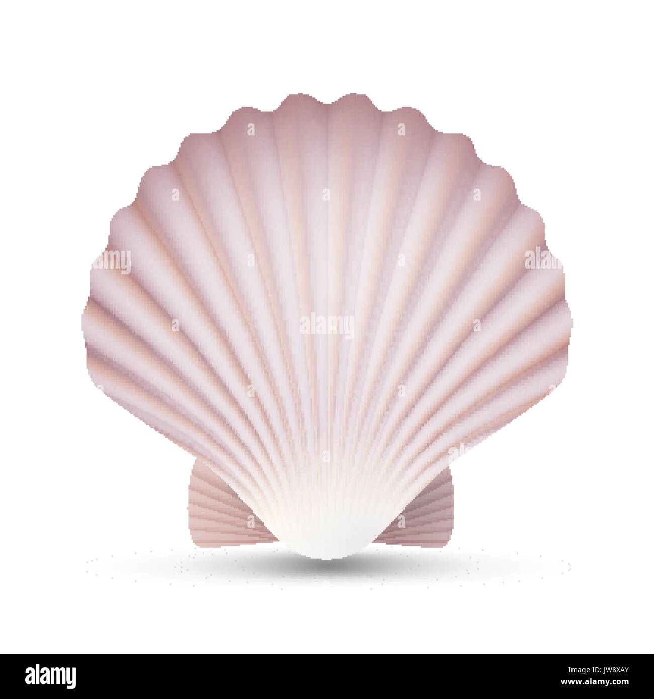A beautiful seashell or scallop shell is toned in a blue-pink