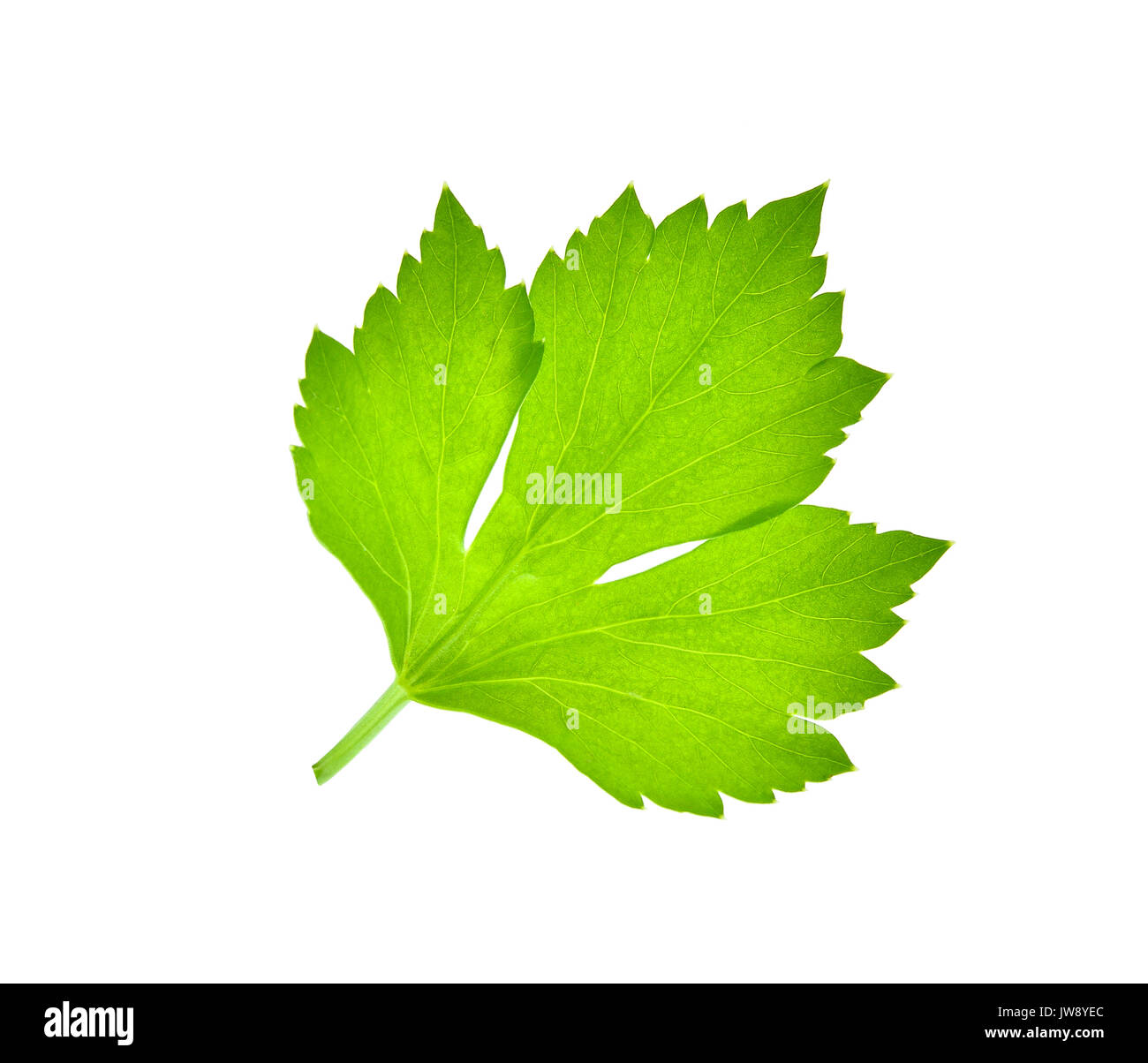Celery leaf isolated on white background Stock Photo Alamy
