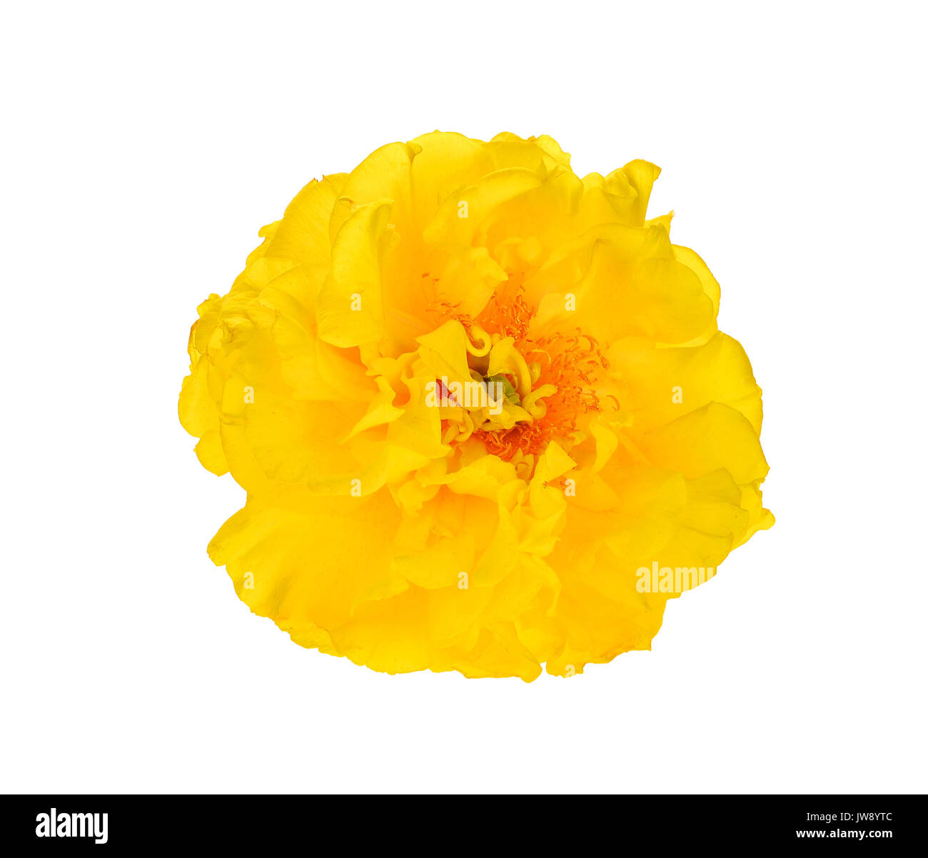 Yellow flower isolated on white background Stock Photo - Alamy