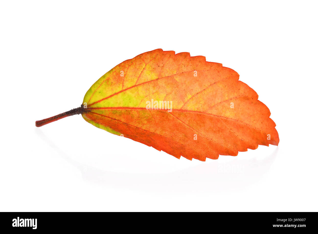 autumn leaf isolated on white background Stock Photo - Alamy