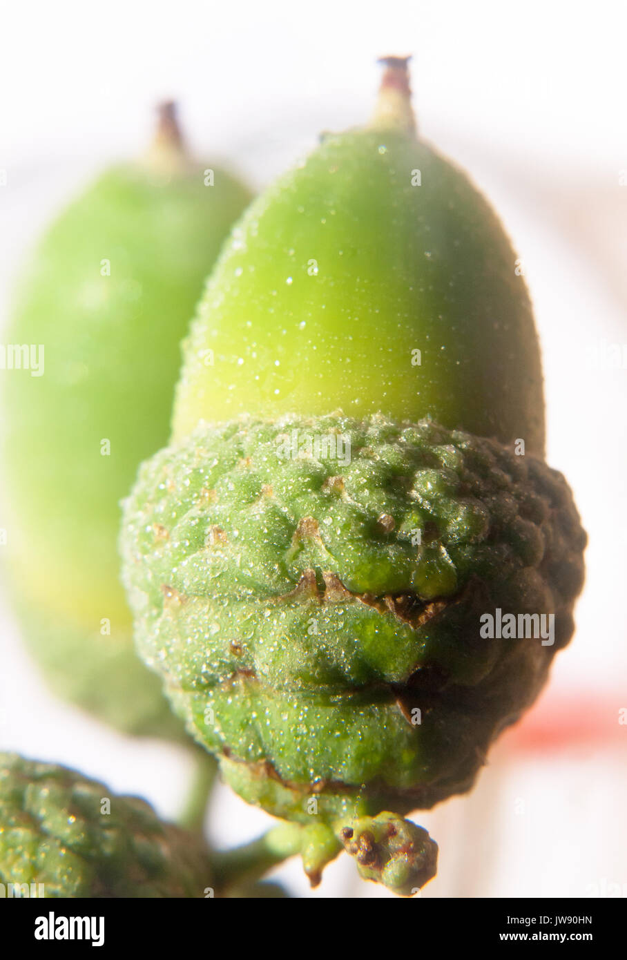 close up of green acorn on white background in studio wet water dew droplets Willow Oak, Quercus phellos; UK Stock Photo