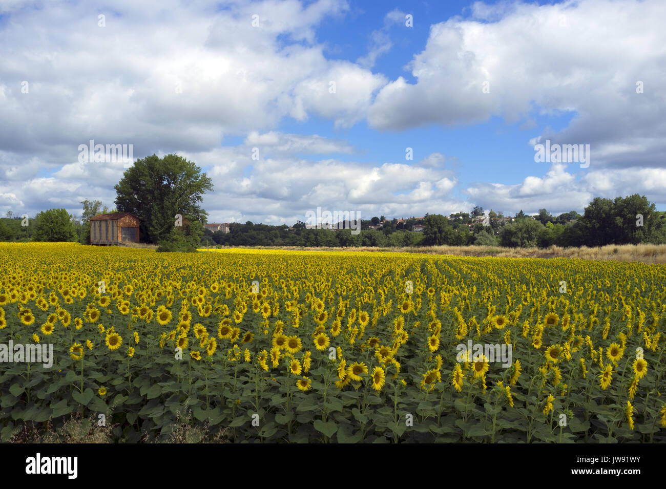 Sunflowers field. La Reole, France Stock Photo