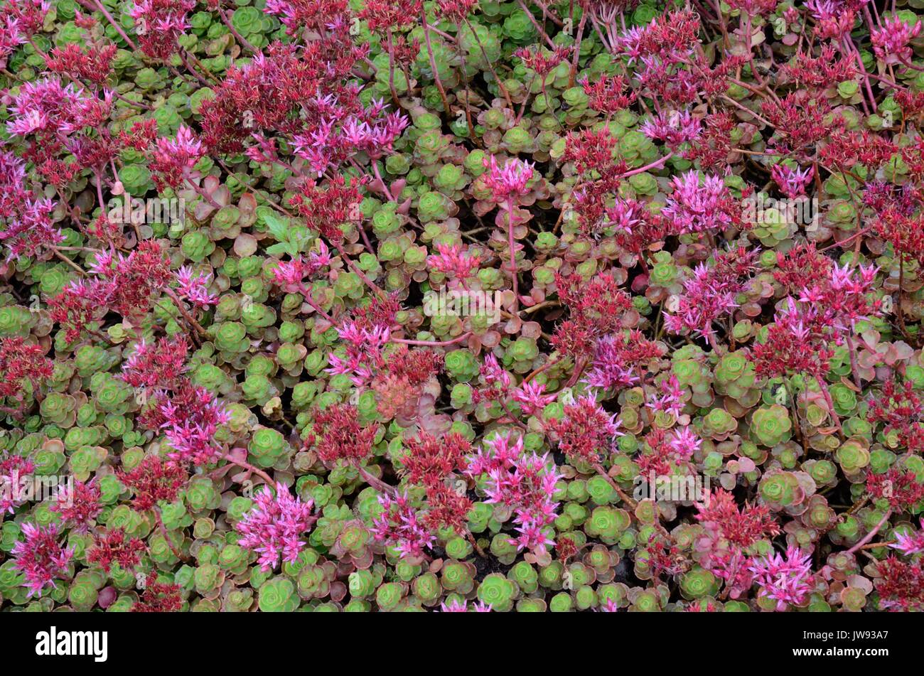 Sedum spurium Stonecrop flowers plant Stock Photo