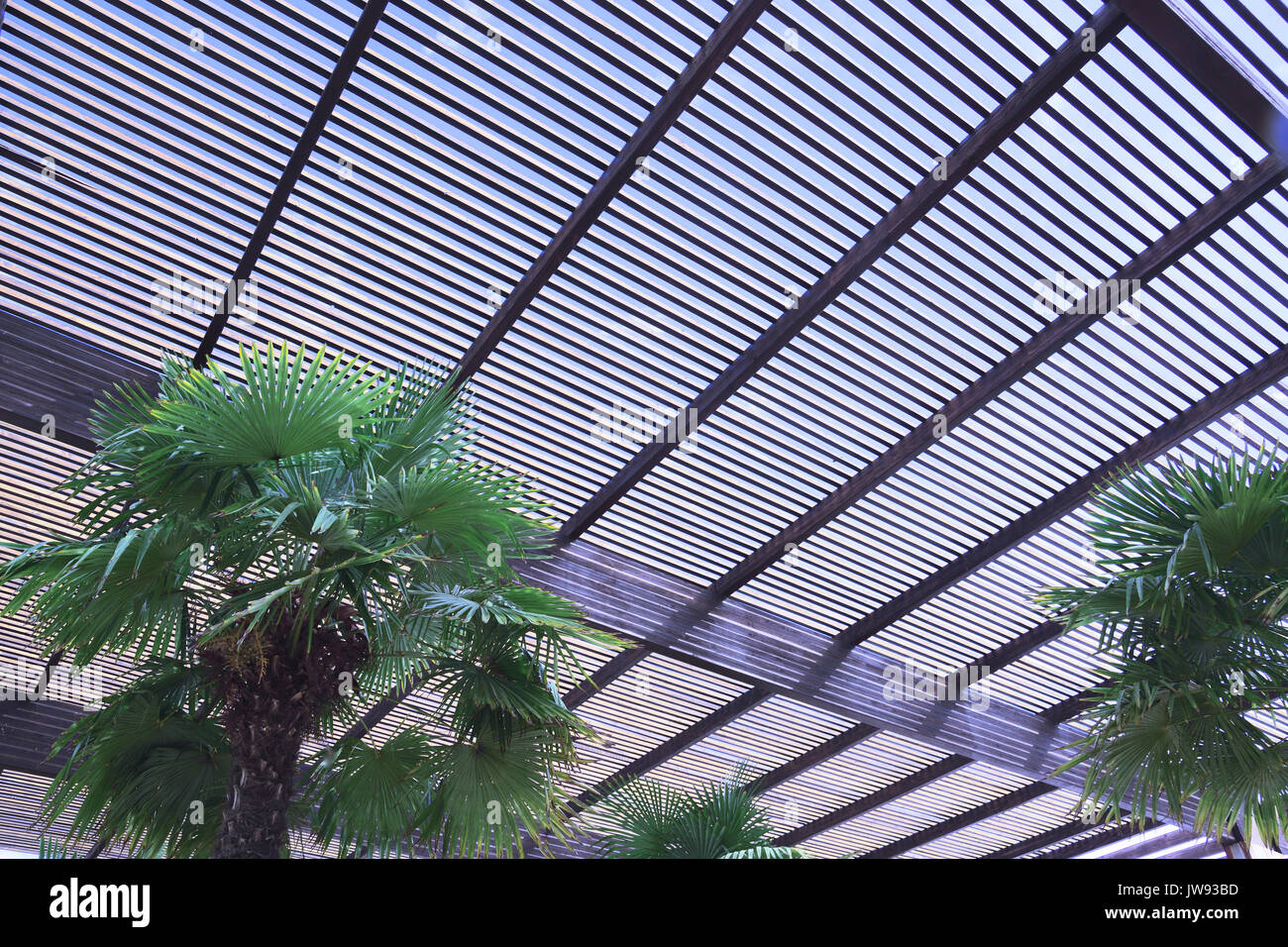 Wooden slat roof against the blue sky. Some palm trees in a natural