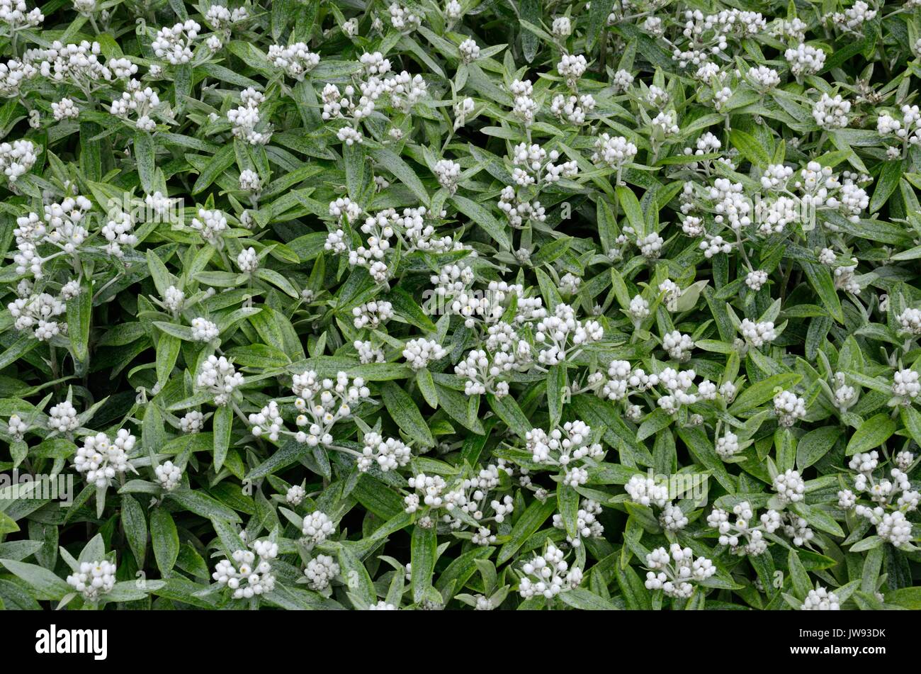 Anaphalis triplinervis Sommershnee white everlasting flowers Stock Photo