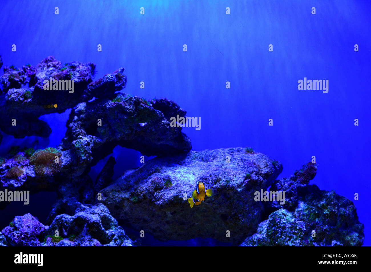 The clown fish floats near the rocks at a depth. Blue background, horizontal photo Stock Photo