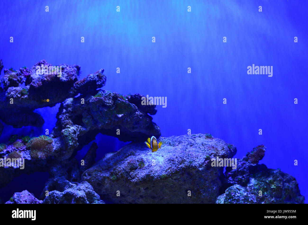 A clown fish floats right into the chamber near the stones at a depth. Blue background, horizontal photo Stock Photo
