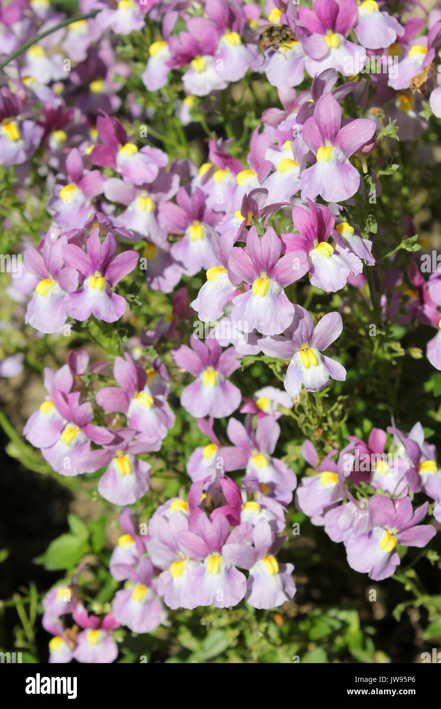 Pink Flowering Bedding Plant Pink Nemesia a.k.a. Toothed Aloha