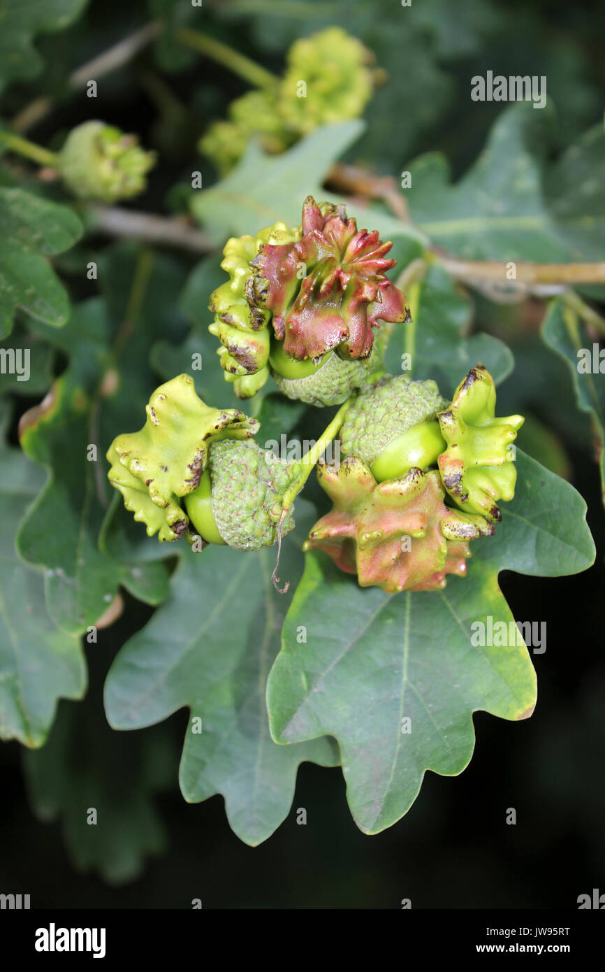 Oak Knopper Gall Caused By The Gall Wasp Andricus quercuscalicis Stock Photo