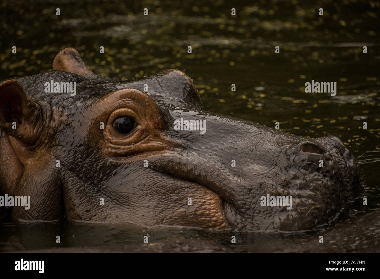 Hippopotamus predator hires stock photography and images Alamy