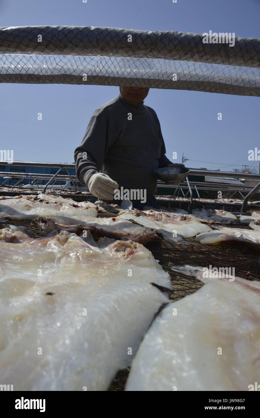 Fish fillets dry on racks on South Korea's East coast near Gampo, South ...