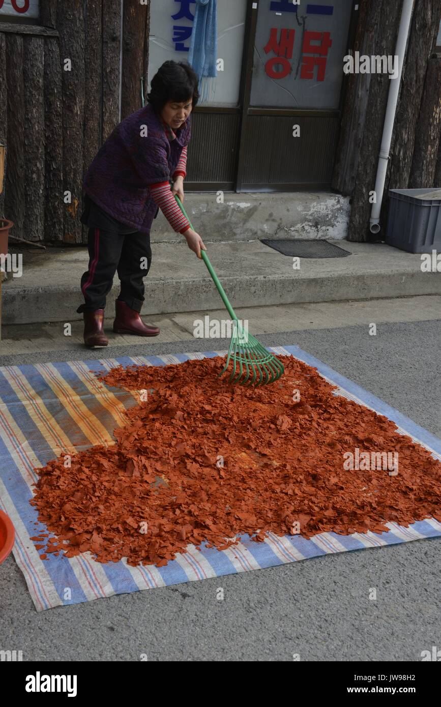 A woman rakes chilies, spread on the ground to dry, and which are then ...