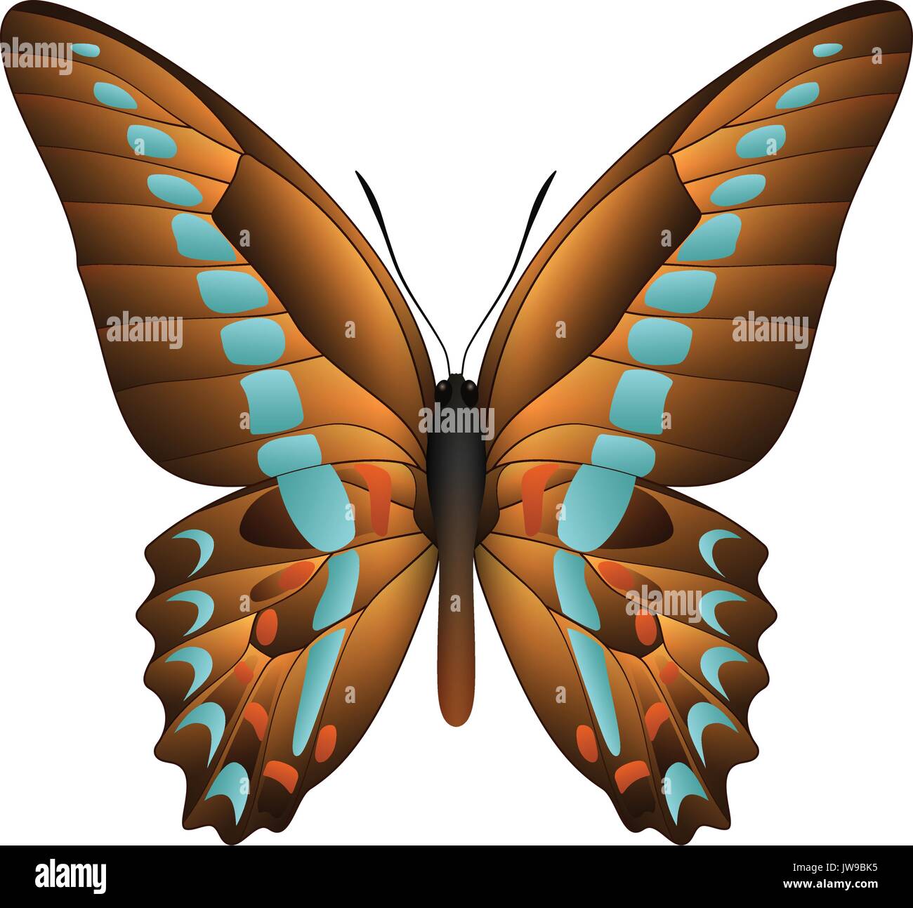 Beautiful butterfly isolated on a white background Stock Vector Image ...