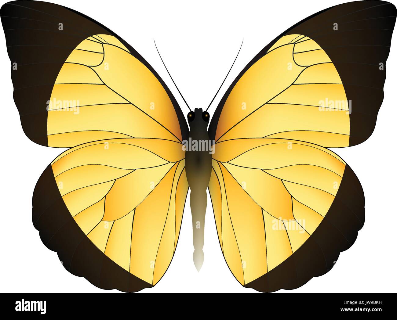Beautiful butterfly isolated on a white background Stock Vector Image ...