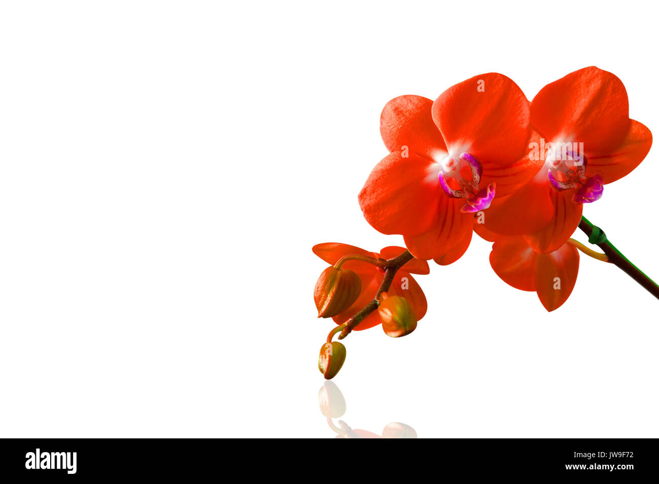Orchid isolated on white background Stock Photo - Alamy