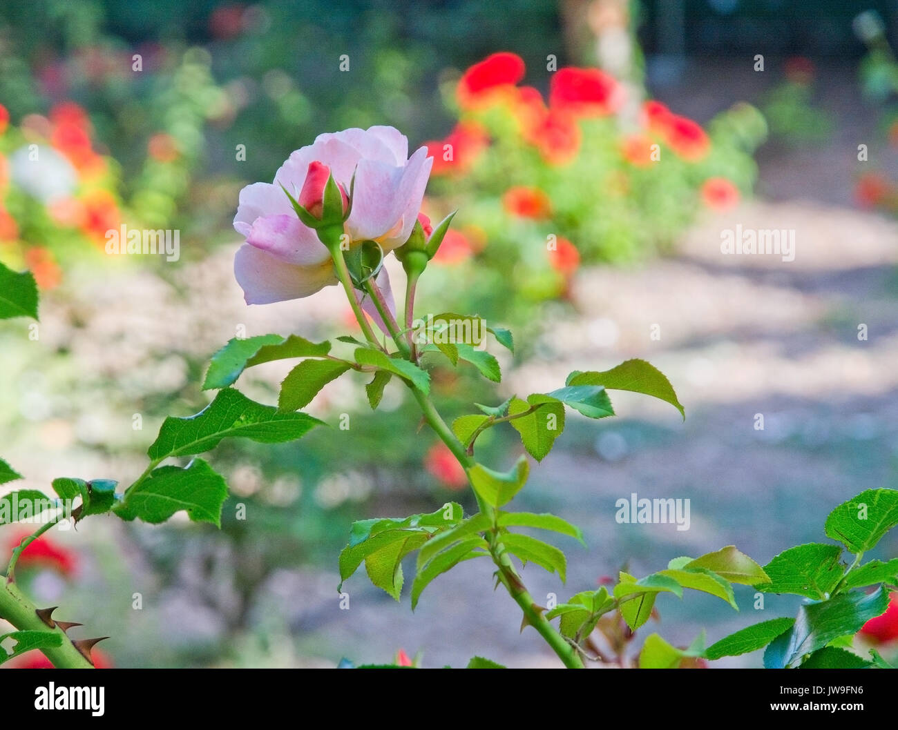 Pink rose flower closeup in partial shade and sunlight. Stock Photo