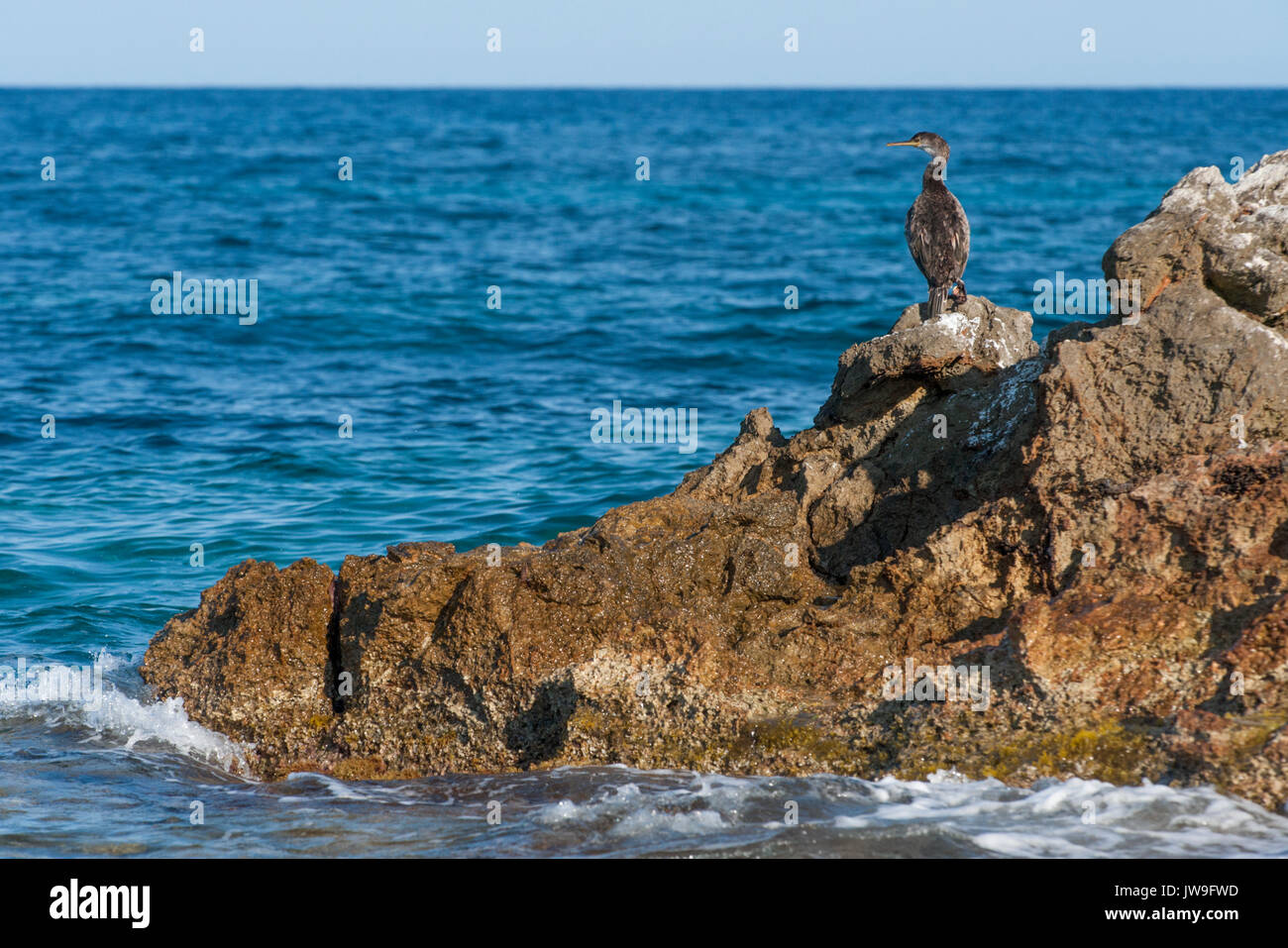 immature Mediterranean Shag, Phalacrocorax aristotelis desmarestii, Ibiza, Balearic Islands, Spain, Mediterranean Sea Stock Photo