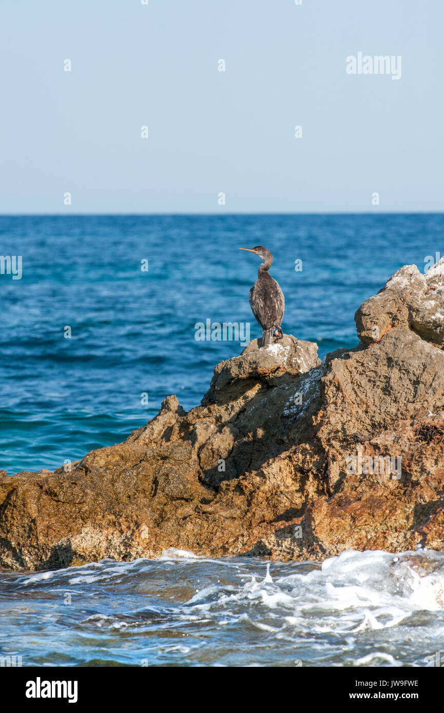 immature Mediterranean Shag, Gulosus aristotelis desmarestii, Ibiza, Balearic Islands, Spain, Mediterranean Sea Stock Photo