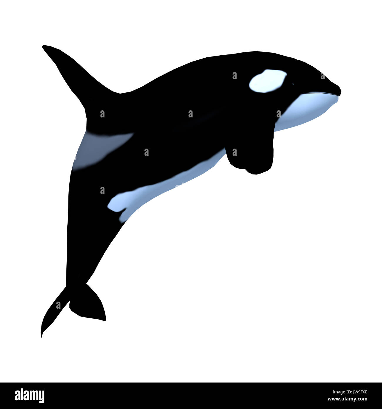 3D rendering of a killerwhale, orcinus orca isolated on white ...
