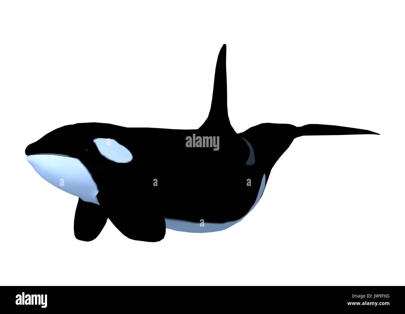 3D rendering of a killerwhale, orcinus orca isolated on white ...