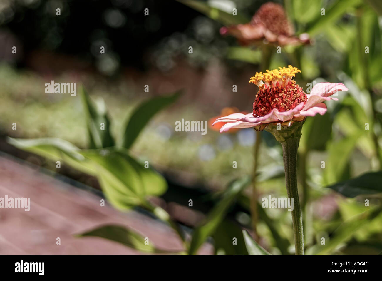 Chrysanthemum and zinnia hires stock photography and images Alamy