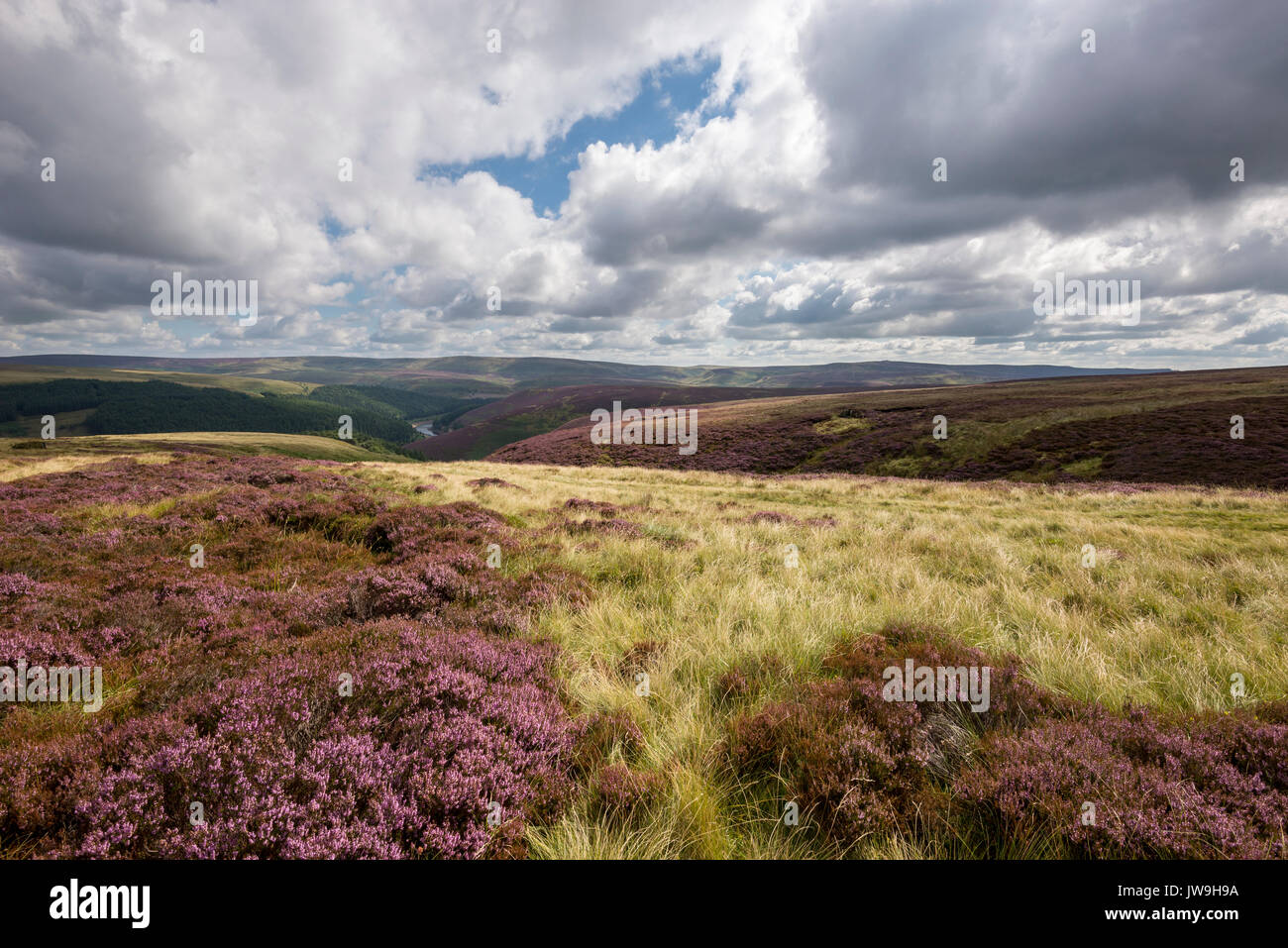 Beautiful landscape of purple heather in flower on moors of the High Peak, Derbyshire, England. Stock Photo