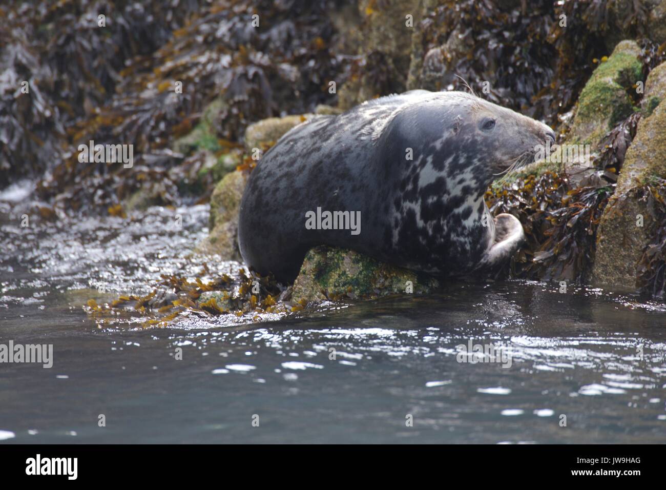 wild seals in natural habitat Stock Photo Alamy