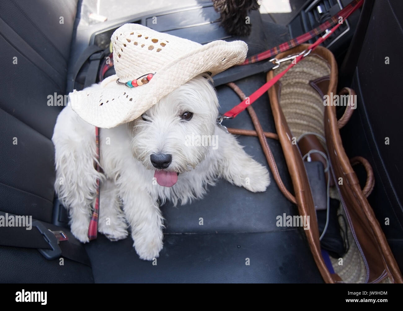 White terrier with summer vacation strawhat on black leather seats inside car. Stock Photo