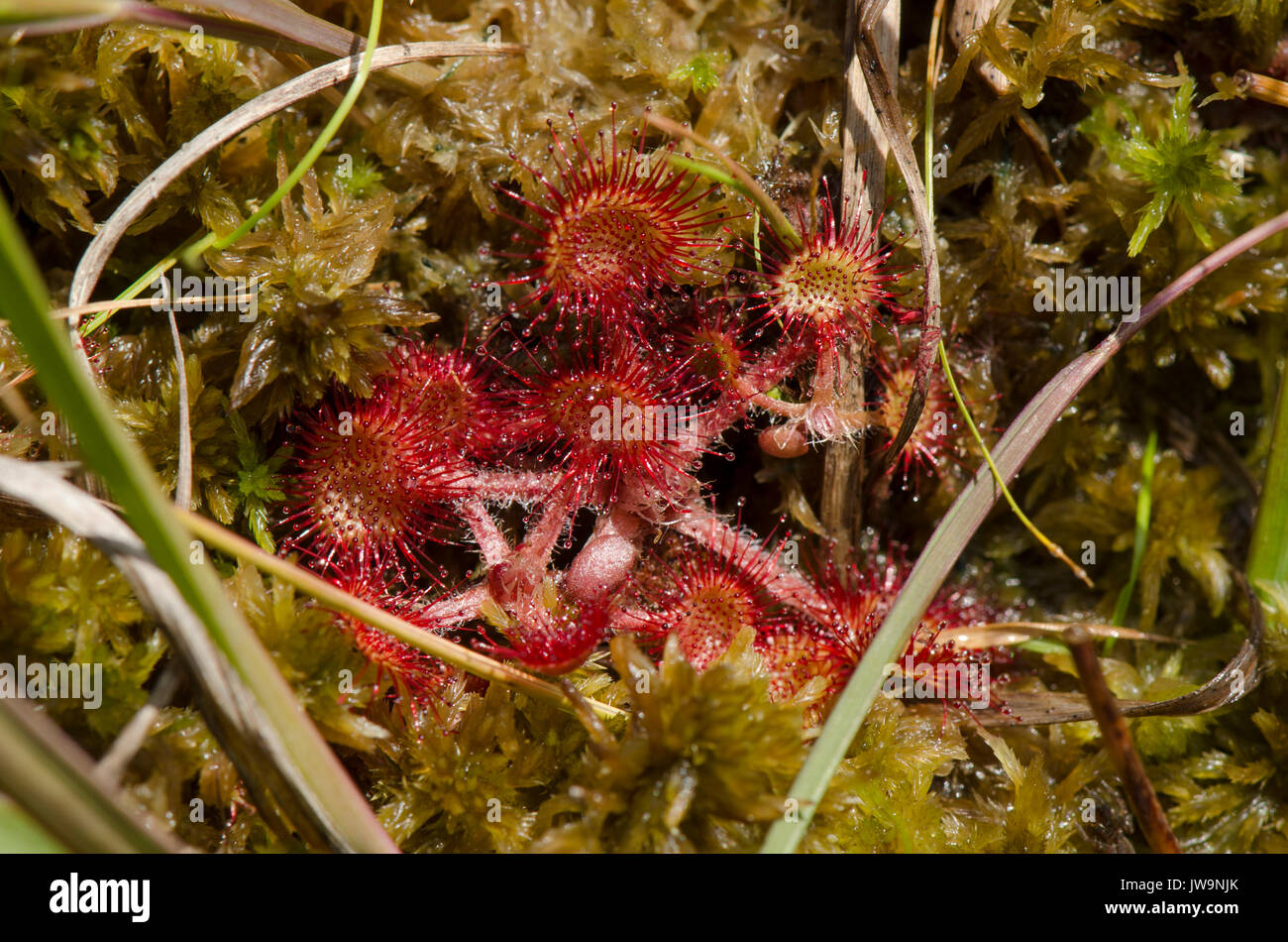 Drosera rotundifolia , round-leaved sundew[, common sundew, insectivorous plant, Limburg, Netherlands. Stock Photo