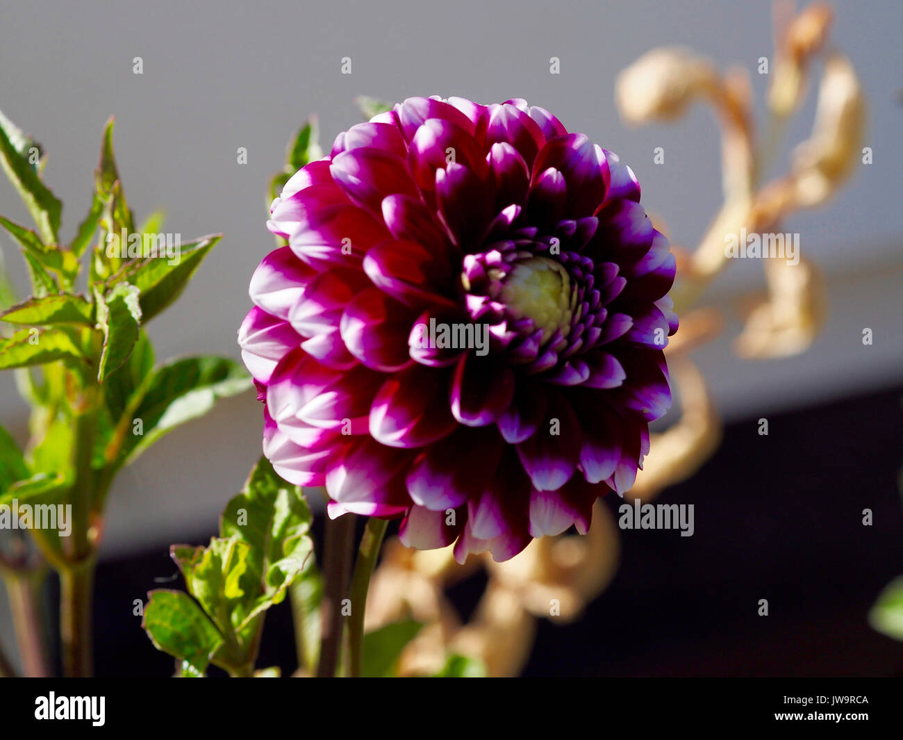 Purple dahlia flower hi-res stock photography and images - Alamy