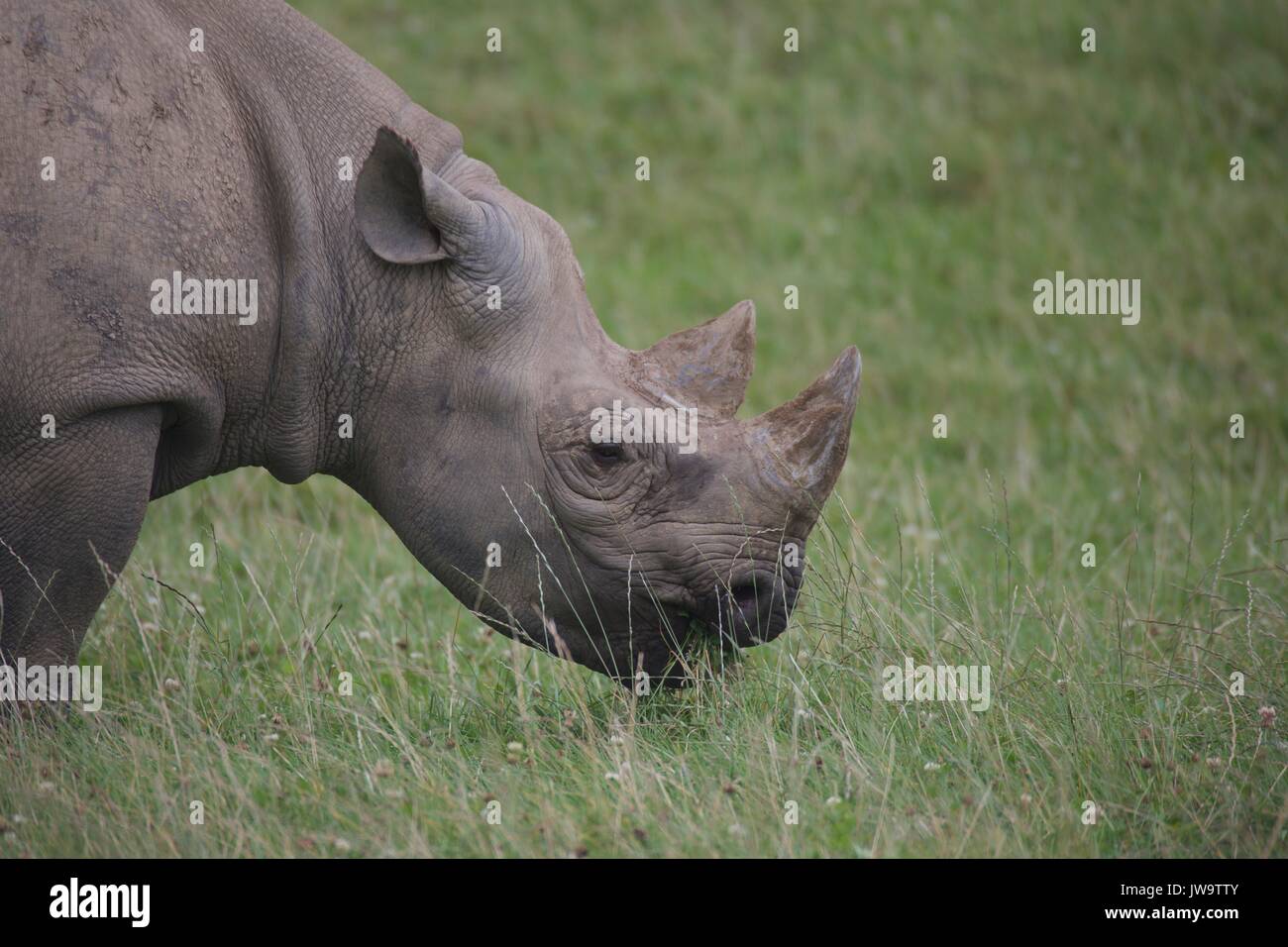 rhino Stock Photo