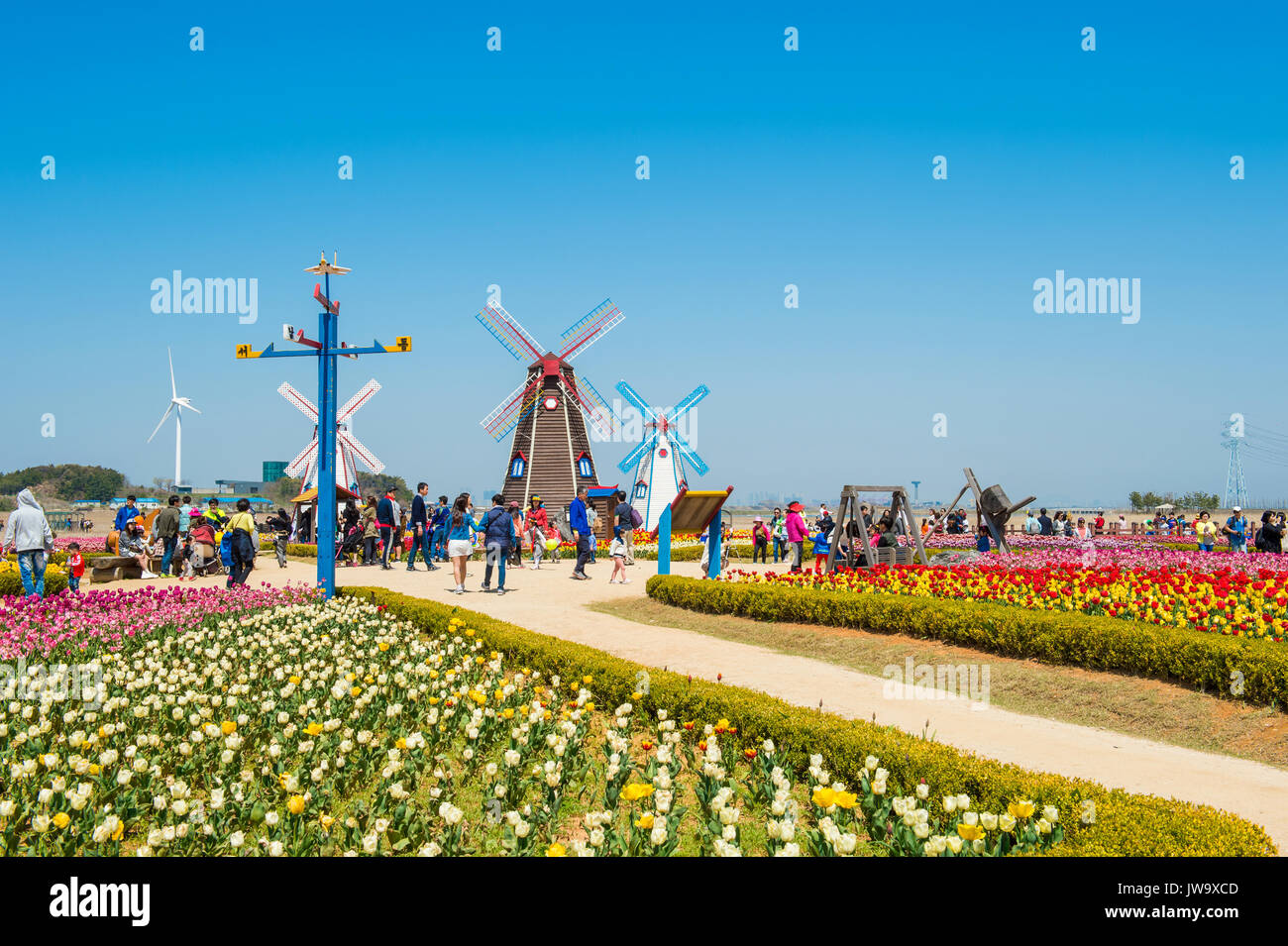 ANSAN,KOREA APRIL 25 Daebudo Tulips Festival is the largest tulips