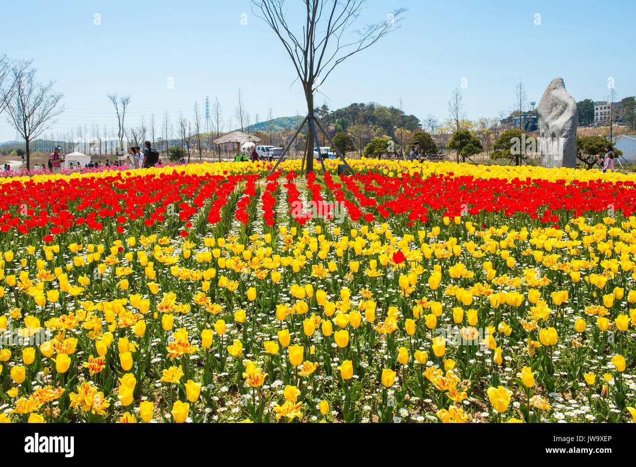 ANSAN,KOREA APRIL 25 Daebudo Tulips Festival is the largest tulips