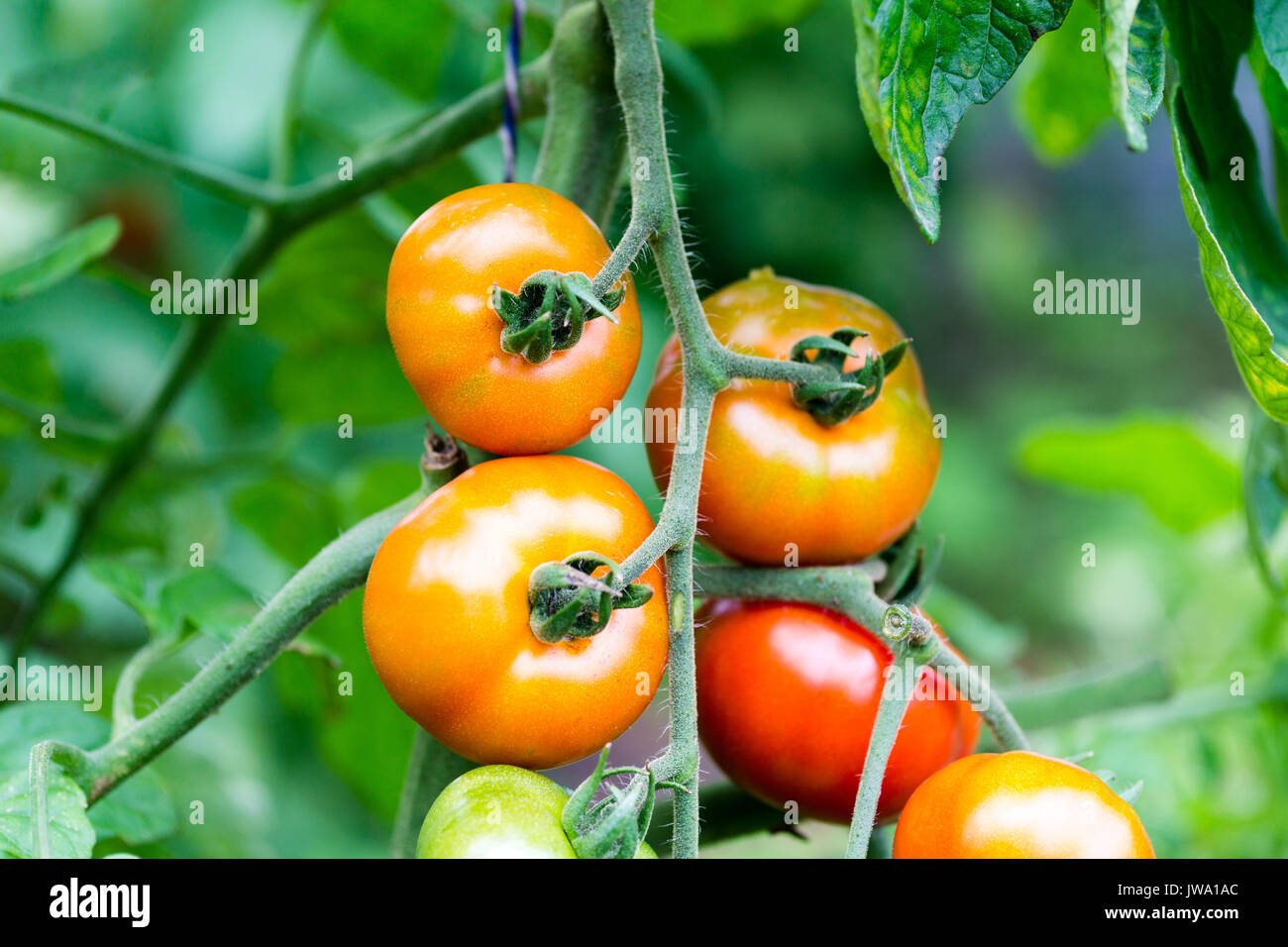 Growing ecological red tomatoes in the garden Stock Photo - Alamy
