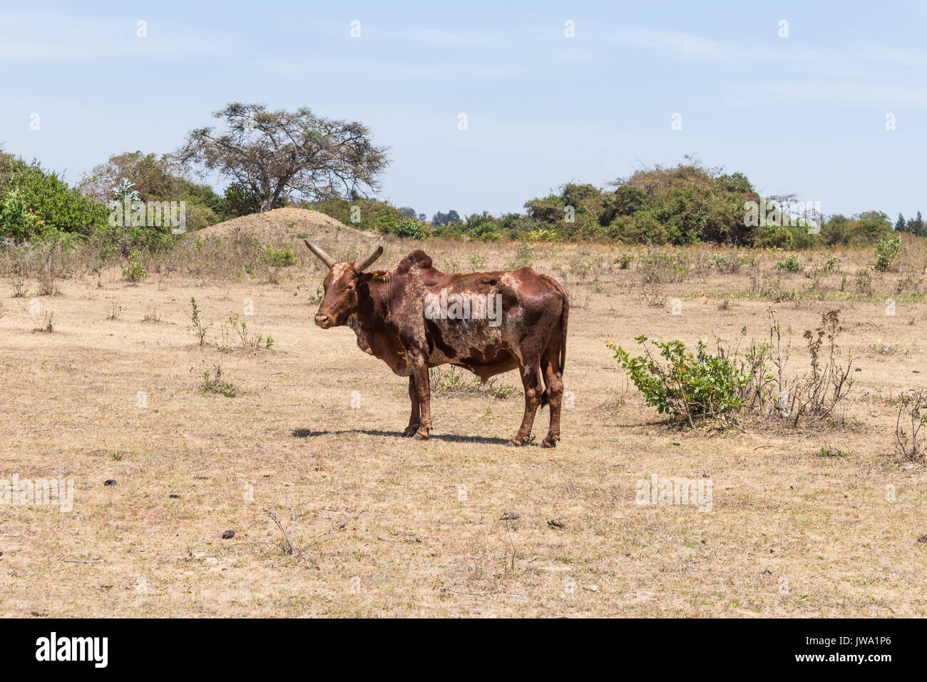 Iringa red zebu cattle (Bos indicus) being herded for veterinary treatment in the Tanzanian highlands near Iringa Stock Photo