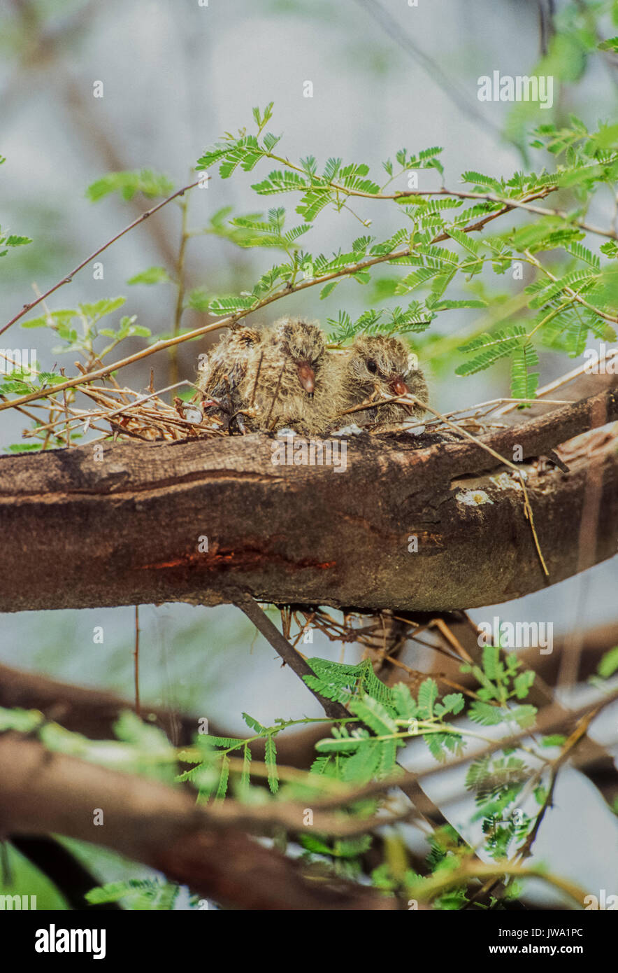 Two Laughing Dove squabs or chicks, (Spilopelia senegalensis), in nest of twigs, Keoladeo Ghana National Park, Bharatpur, Rajasthan, India Stock Photo