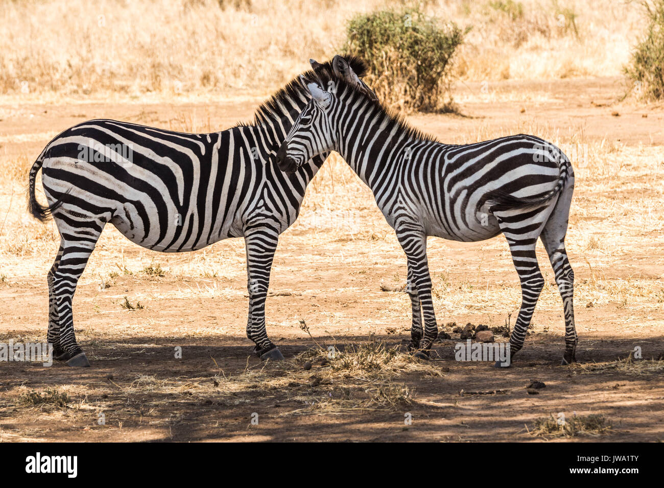 Plains zebra (Equus quagga) bond in a mutual grooming session, Ruaha National Park, Tanzania Stock Photo