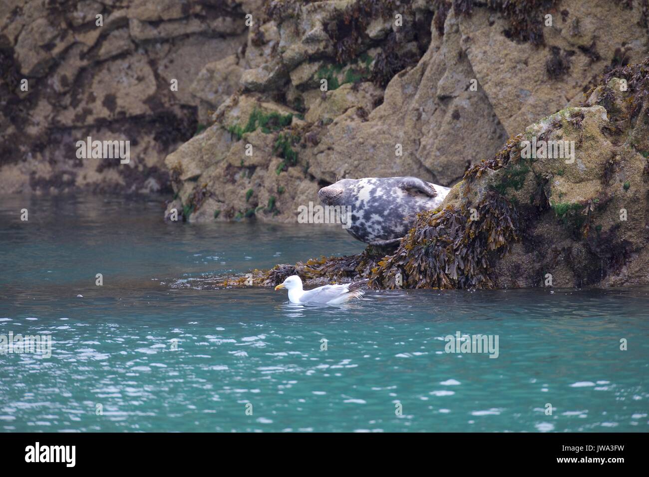 wild seals Stock Photo