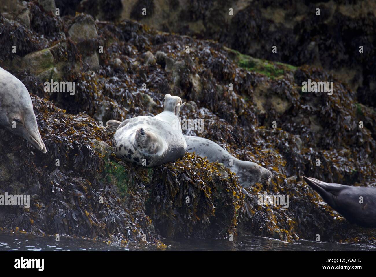 wild seals Stock Photo