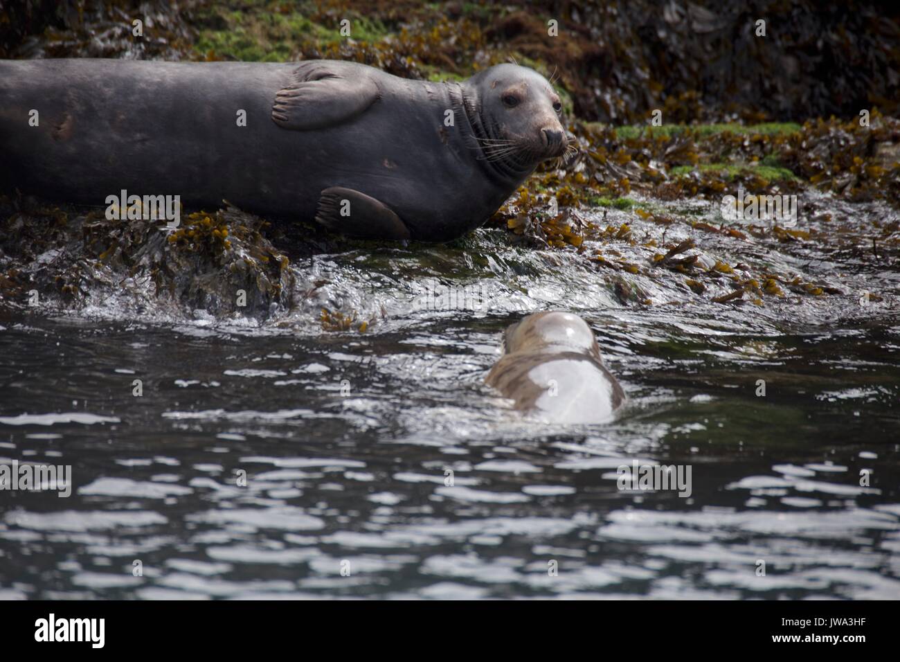 wild seals Stock Photo