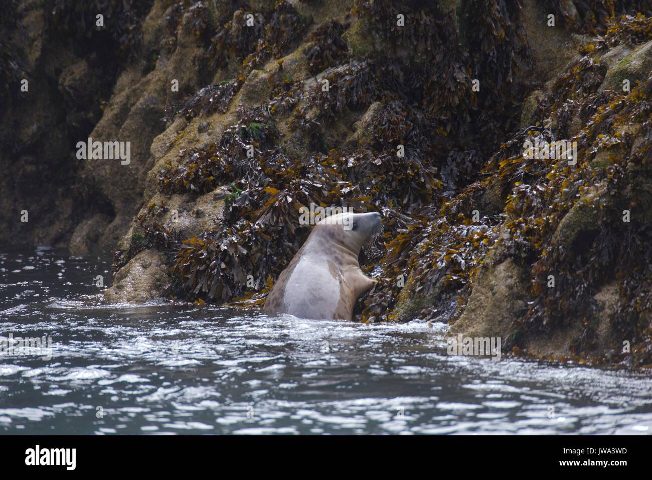wild seals Stock Photo