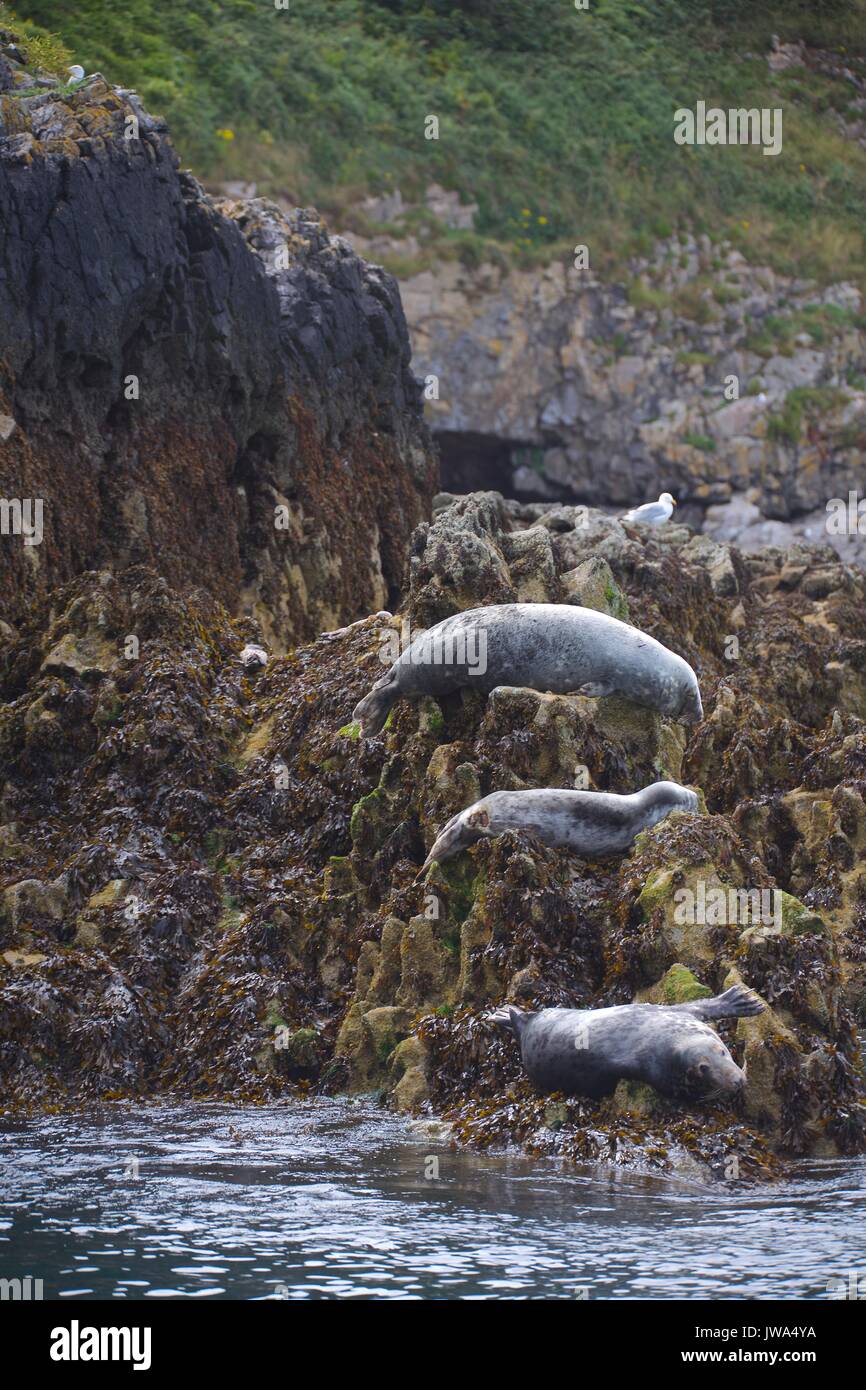 Seals natural habitat hires stock photography and images Alamy