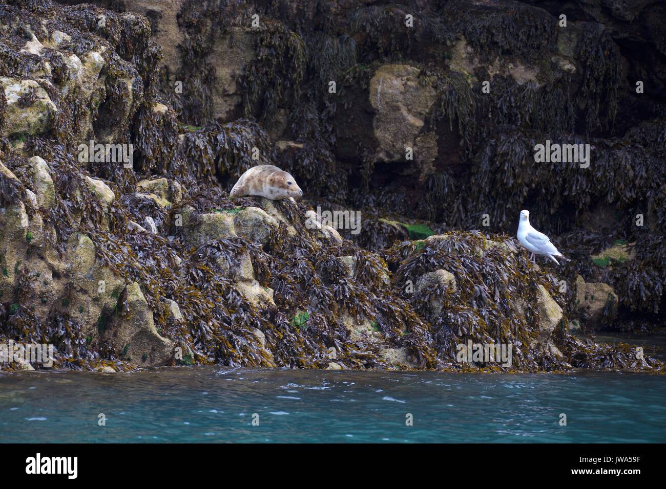 wild seals Stock Photo