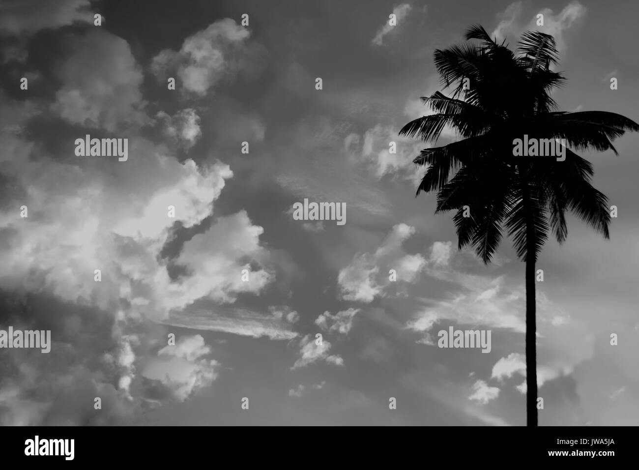 Tropics silhouette hi-res stock photography and images - Alamy