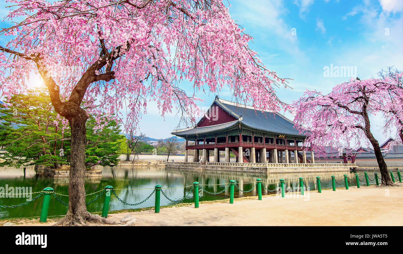 gyeongbokgung-palace-with-cherry-blossom-in-spring-seoul-in-korea